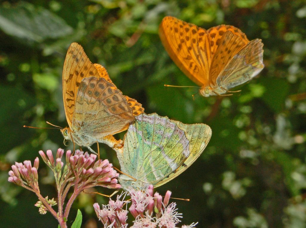 Galleria di insetti in volo